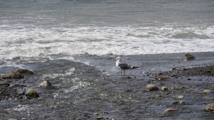 A black-tailed gull standing on the edge of a gravel beach.