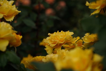 Yellow Flower of Rose 'Henry Fonda' in Full Bloom
