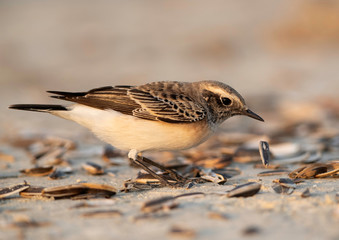 Northern Wheatear at Busiateen coast