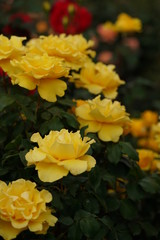 Yellow Flower of Rose 'Henry Fonda' in Full Bloom

