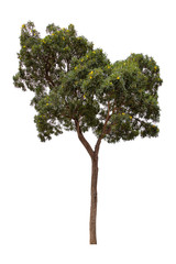 Beautiful green tree isolated on white background.