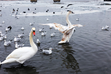 White swans, wild ducks and gulls swimming in sea water in winter. Fighting seagulls beg for food...