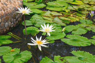 Summer lake with water-lily flowers on blue water.