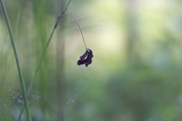 dry leaf of thin grass blurred background. herbal background.