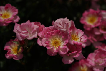 Cream and Pink Flower of Rose 'Hime' in Full Bloom
