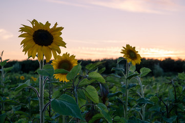 Three back lit sunflowers on a green field during sunset