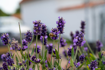 A bee sitting in the flower of a lavender plant