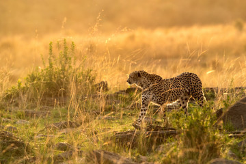 Cheetah in the evening light. A backlit images