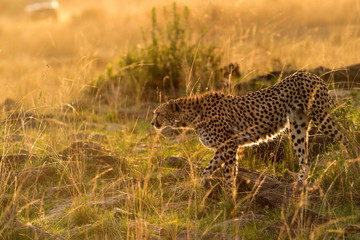 Cheetah in the evening light. A backlit images