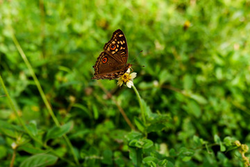 brown pattern butterfly on wild grass flower in field