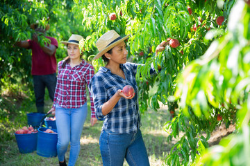 Successful Peruvian female farmer harvesting ripe peaches in fruit garden on sunny summer day