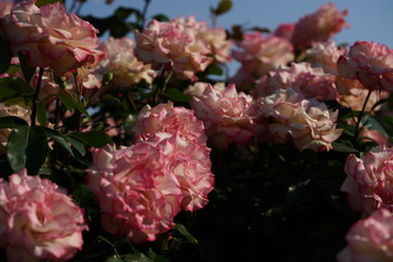 Pink and White Flower of Rose 'Honoka' in Full Bloom
