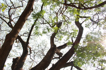 Art of tree. The picture shows the endless spreading of branches. A natural big tree in Southeast Asia.