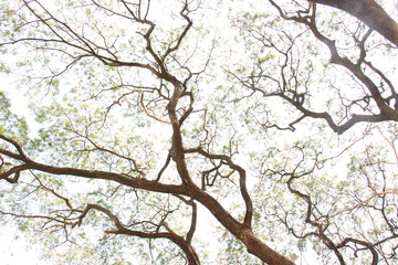 Art of tree. The picture shows the endless spreading of branches. A natural big tree in Southeast Asia.