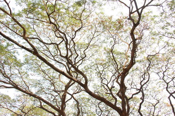Art of tree. The picture shows the endless spreading of branches. A natural big tree in Southeast Asia.