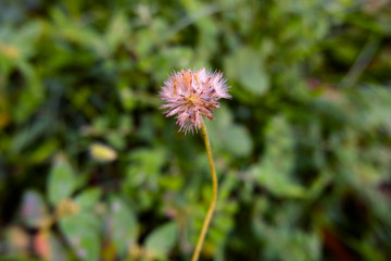 closeup view of dry grass flower isolated on field