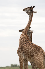 A pair of Giraffes courtship display