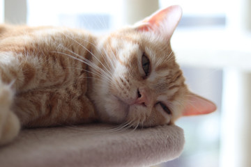 薄目を開けて寝転ぶ猫アメリカンショートヘア
American short hair of a cat that opens its thin eyes and lie down.