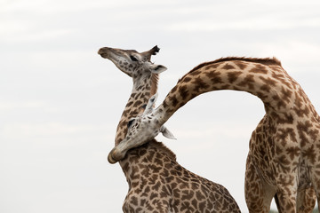 A pair of Giraffes courtship display