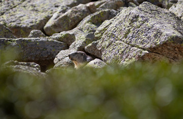 Marmota alpina (marmota marmota)