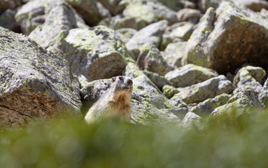 Marmota alpina (marmota marmota)