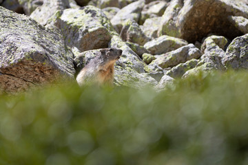Marmota alpina (marmota marmota)