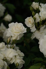 Obraz na płótnie Canvas White Flower of Rose 'Iceberg' in Full Bloom 