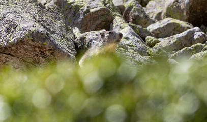 Marmota alpina (marmota marmota)
