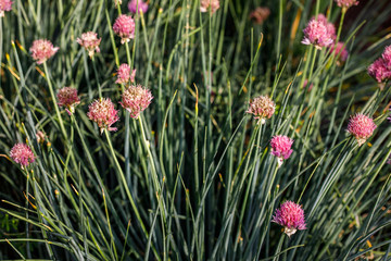 Patch with blooming garlic. Vegetable in garden or farm