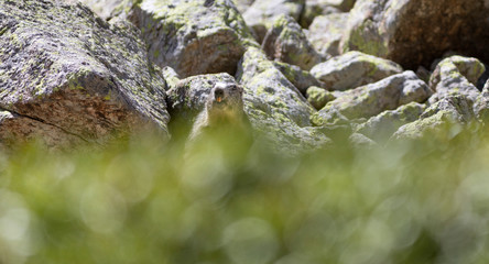 Marmota alpina (marmota marmota)