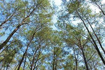 A pine native to the Malasia region of southeast Asia. It generally occurs at moderate altitudes, mostly 400–1,500 meters (1,300–4,900 ft).