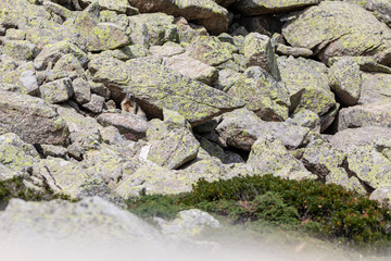 Marmota alpina (marmota marmota)