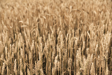 Ripe golden wheat on the field. Selective focus. Shallow depth of field.
