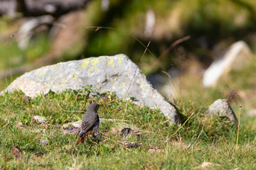 Colirrojo tizón (Phoenicurus ochruros) en un prado alpino. Setcases, Vallter, Ulldeter, Pirineos, El Ripollès, Girona, Catalunya