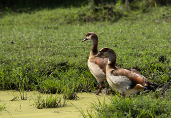 Egyptian goose near a water hole at Masia Mara, Kenya