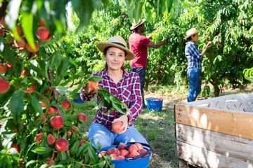 Portraite of positive woman harvests ripe peaches in his orchard