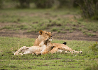Lioness with her cubs
