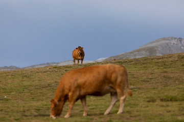 Vacas en un prado alpino del Pirineo catalán