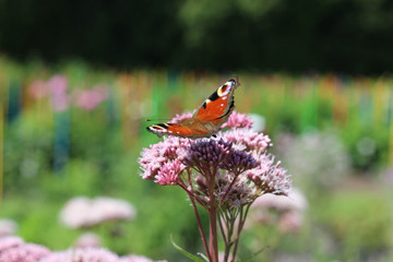 Summer Meadow With Butterfly. Orange black butterfly flying in nature. Summer background. Latvia