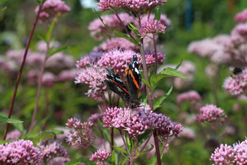 Summer Meadow With Butterfly. Orange black butterfly flying in nature. Summer background. Latvia