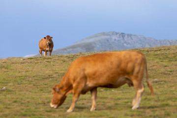 Vacas en un prado alpino del Pirineo catalán