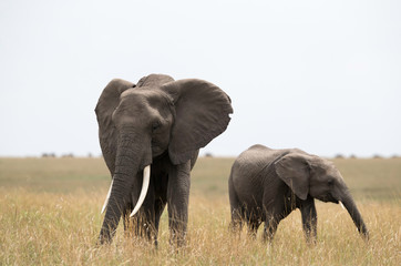 African elephants in the grassland of Masai Mara