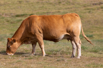 Vaca pastando en un prado alpino del Pirineo catalán
