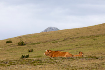 Vaca descansando en un prado alpino