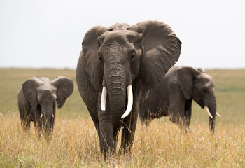 Naklejka na ściany i meble African elephants in the grassland of Masai Mara