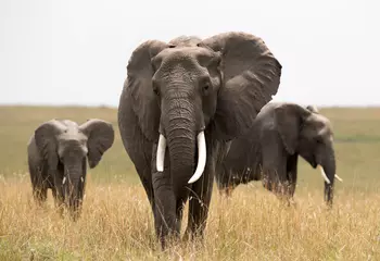 Zelfklevend Fotobehang African elephants in the grassland of Masai Mara © Dr Ajay Kumar Singh