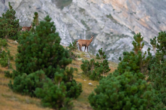 reba&ntilde;o de rebecos o gamuzas (Rupicapra rupicapra) en el Pirineo catal&aacute;n. Vallter, Ulldeter, Setcases, El Ripoll&egrave;s, Girona, Catalunya.