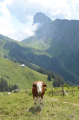 Fototapeta na wymiar cows in the swiss alps