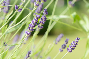 fragrant flower lavender flowering in the garden in summer