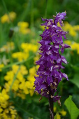 Glockenblume verblüht